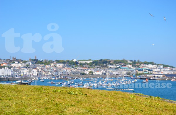 guernsey#8