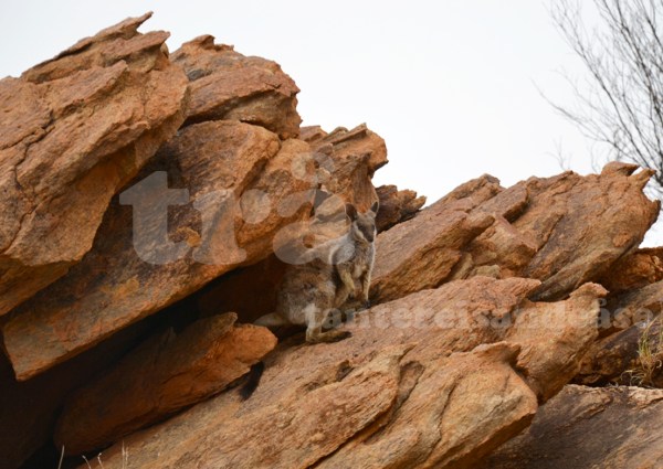 wallaby
