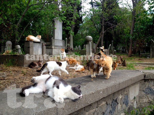 catsofistanbul