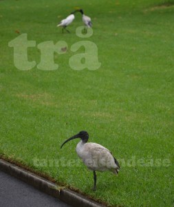 royalbotanicalgarden#2