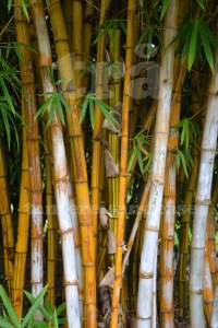 royalbotanicalgarden#3