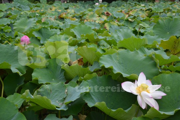 royalbotanicalgarden#4