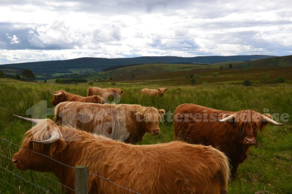 highlandcattle#1