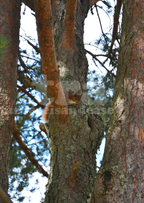 redtailsquirrel