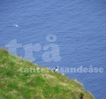 puffin