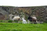 shetland#2