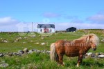 shetland#21