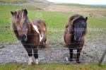 shetland#3